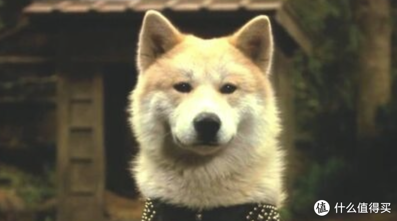 忠犬八公物语：谁能拒绝一只粘人的小狗呢？