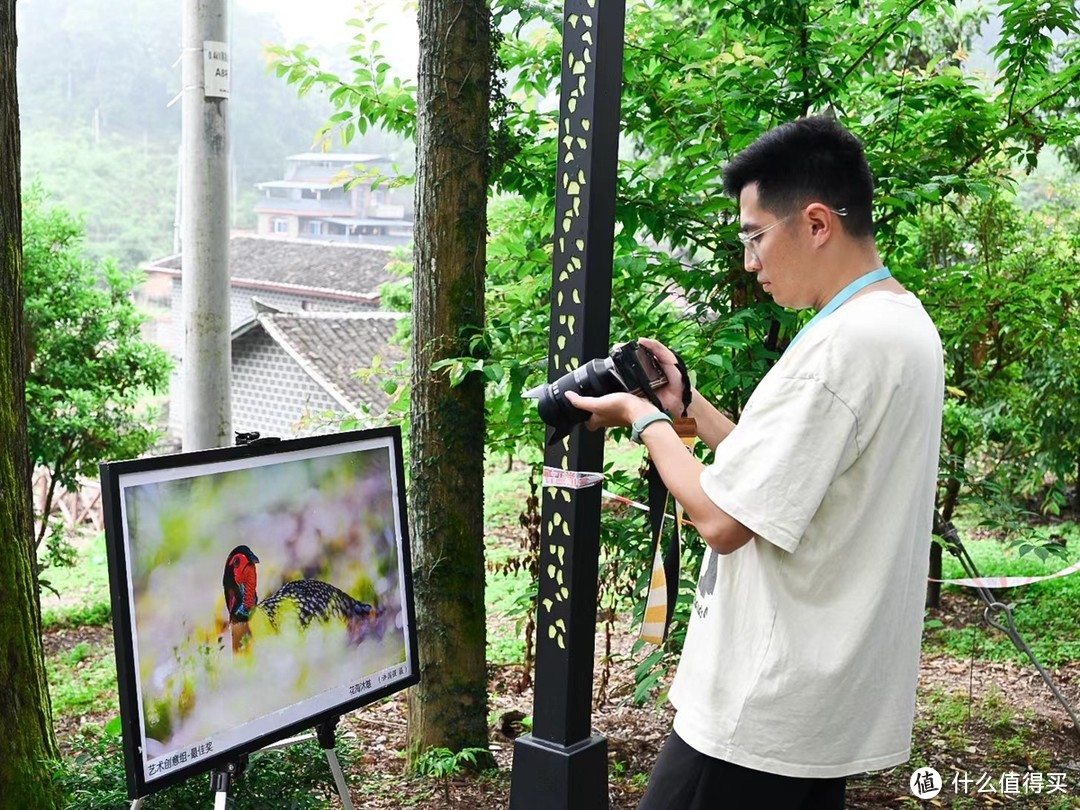 中国黄腹角雉之乡，国内观鸟胜地，明溪旅游正当时