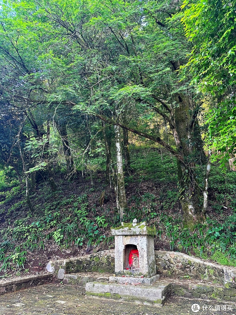 中国黄腹角雉之乡，国内观鸟胜地，明溪旅游正当时