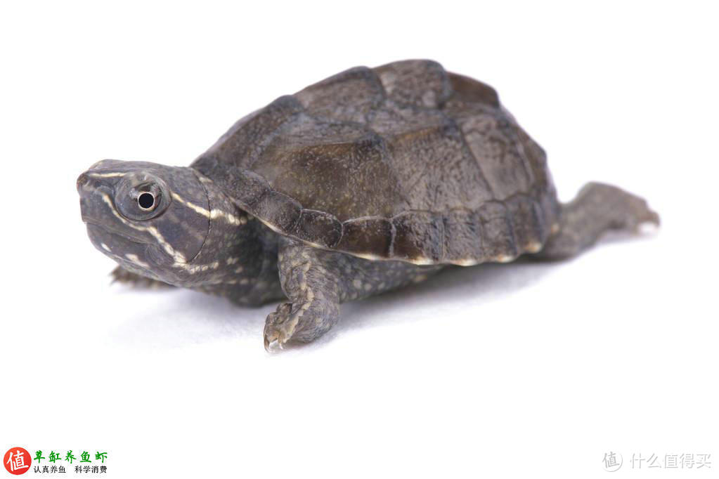 小巧玲珑的麝香龟，从挑选到繁殖，做到6点就能轻松养好