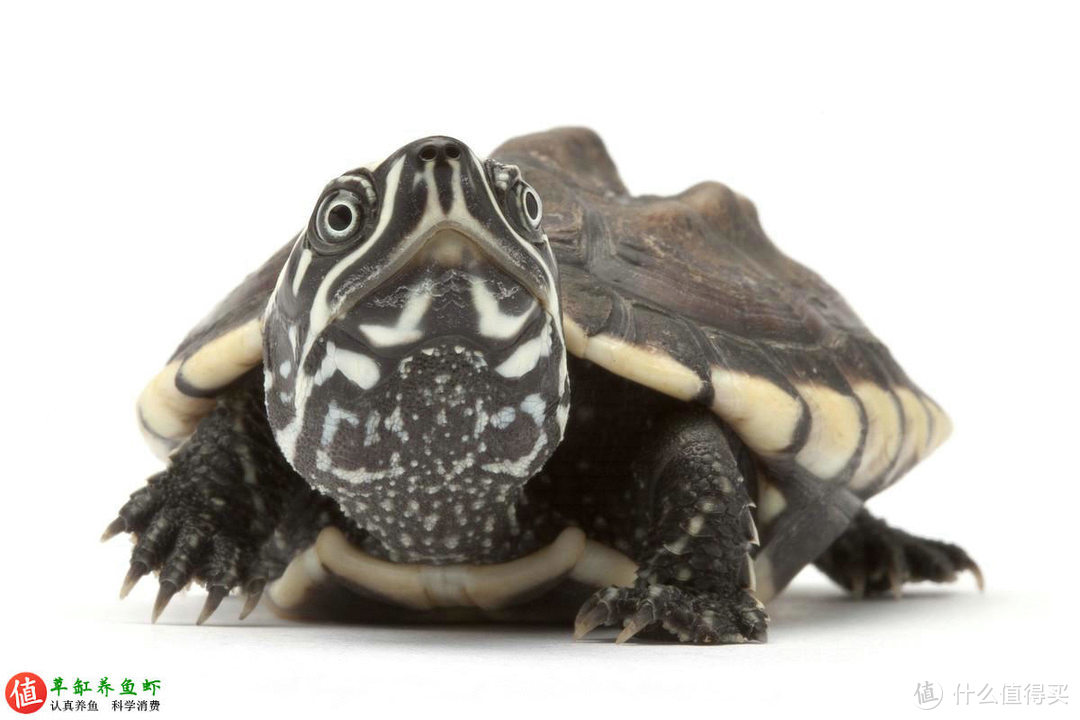 小巧玲珑的麝香龟，从挑选到繁殖，做到6点就能轻松养好