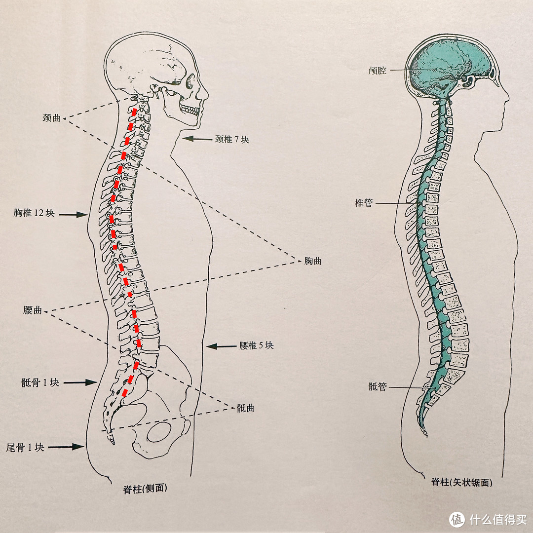 失眠多梦睡不好，除了压力大以外你可能是床垫没选好，适合自己的床垫该如何选快来看～