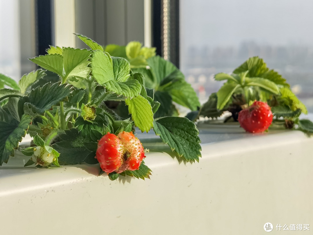 折腾半年，实现龟菜共生种草莓