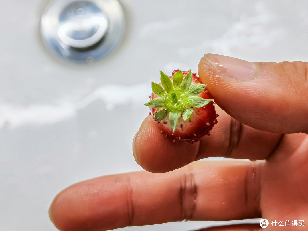 折腾半年，实现龟菜共生种草莓