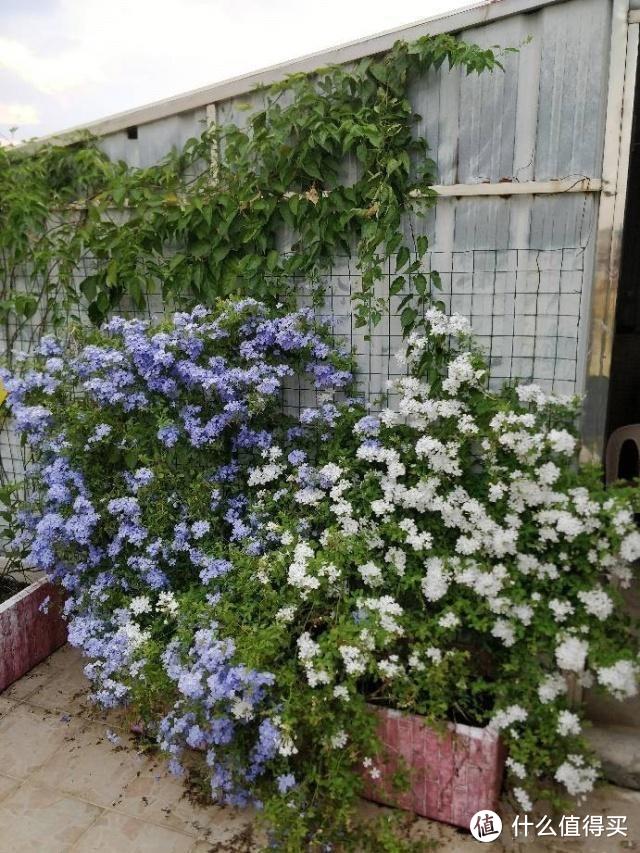 蓝雪花花期已到，做到“3个多”，开花如花球，开成小花园超级美