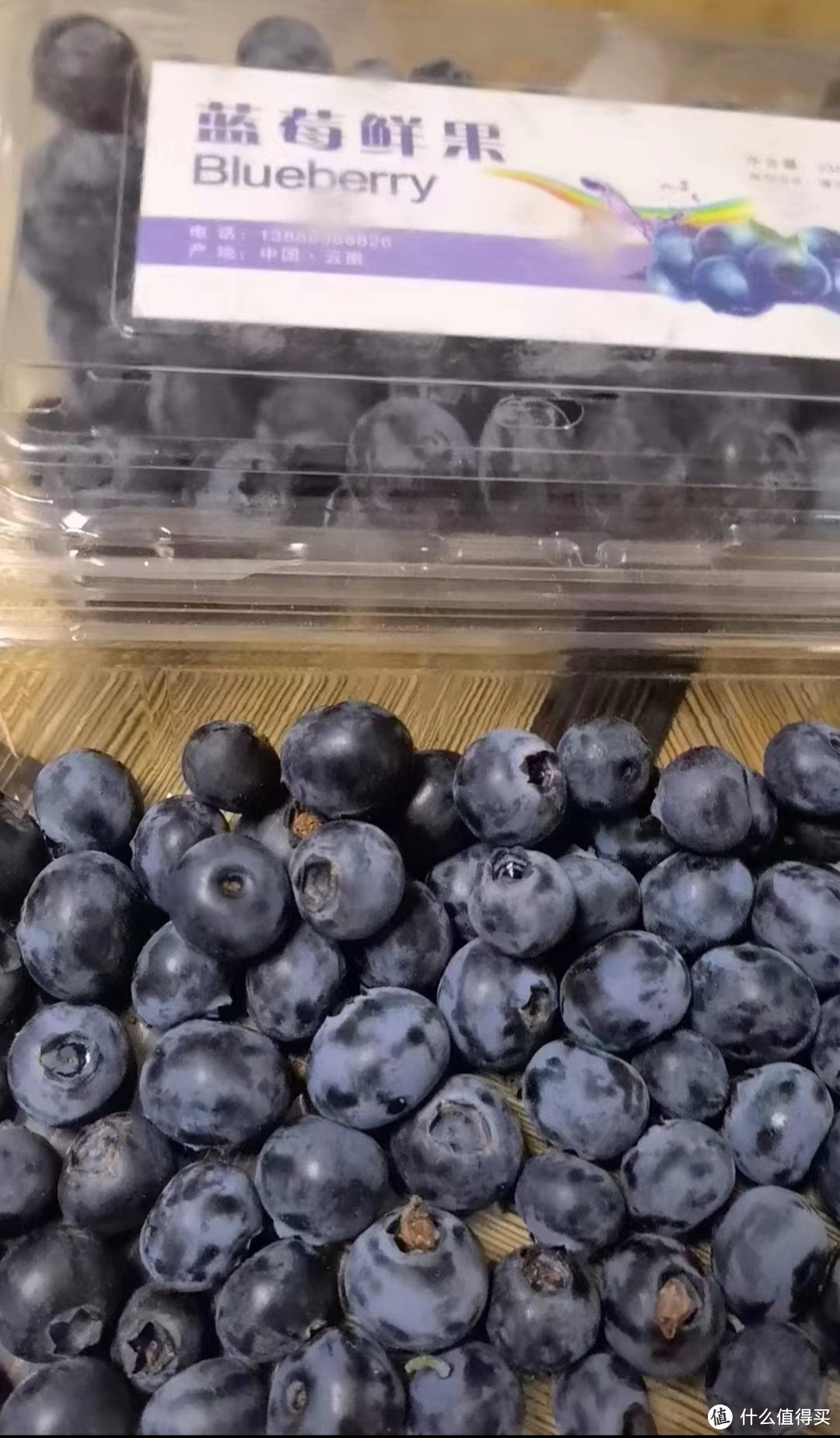 到果园采摘蓝莓，感觉蓝莓价高是应该的😂