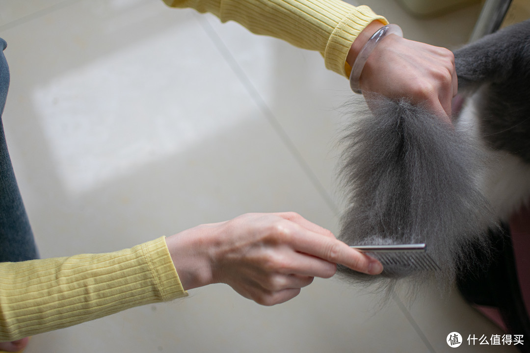 在漫天飞扬的猫毛里，得到片刻安宁——5款猫咪梳毛刷详细横评