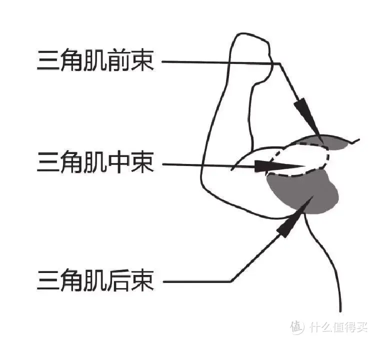 哑铃+哑铃凳，这几个动作自己在家练遍全身！