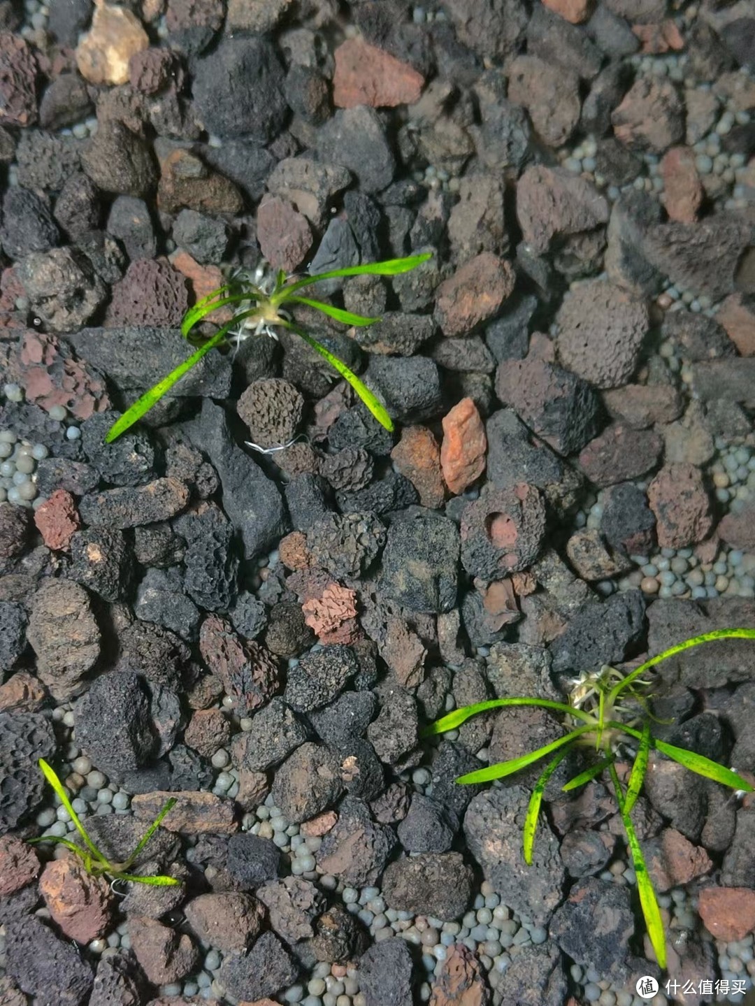 刚入水的火山石颗粒，下面的圆形小颗粒是陶粒