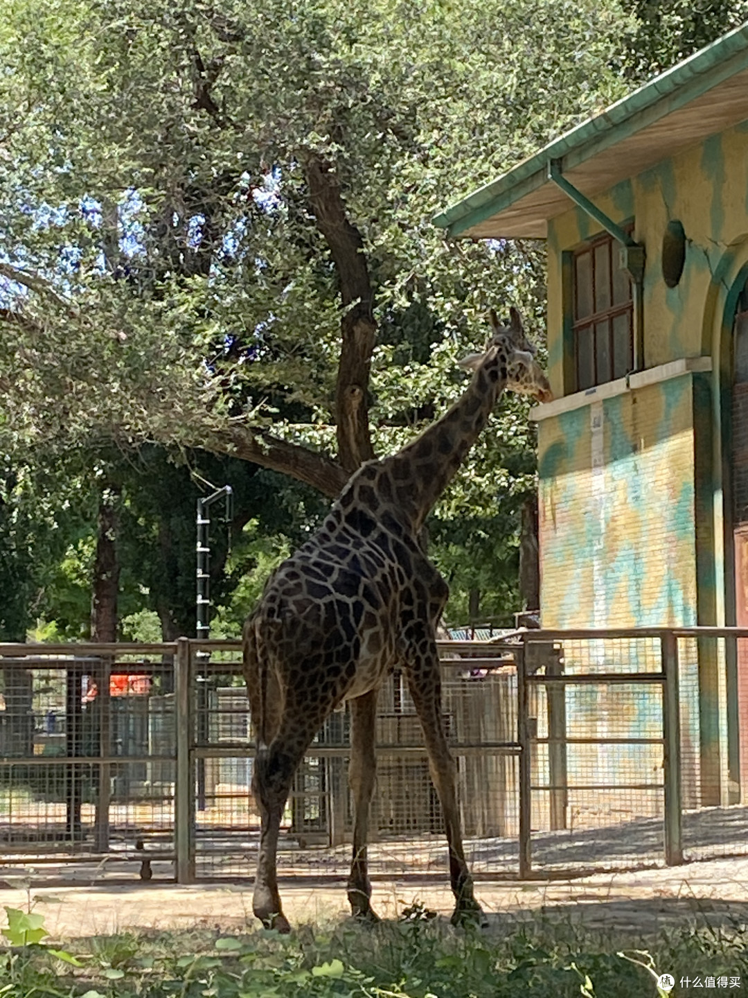 北京动物园的长颈鹿离得太近啦喜欢长颈鹿的宝子们千万不要错过