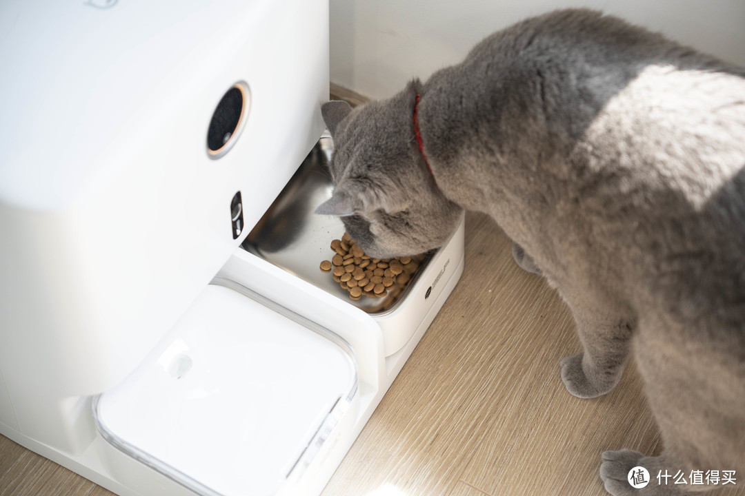 养猫需不需要自动投喂机？第一次使用宠物智能投喂一体机，体验如何？