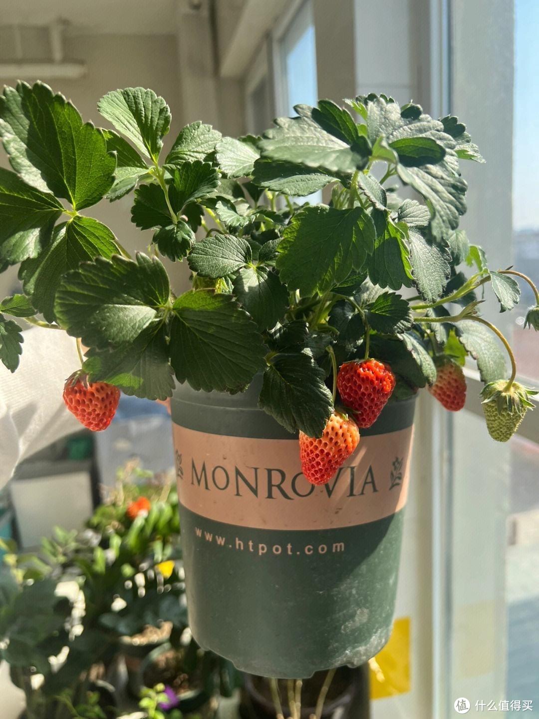 草莓盆栽度夏，谨记“2点”，1株变10株，越来越茂盛，果子非常多