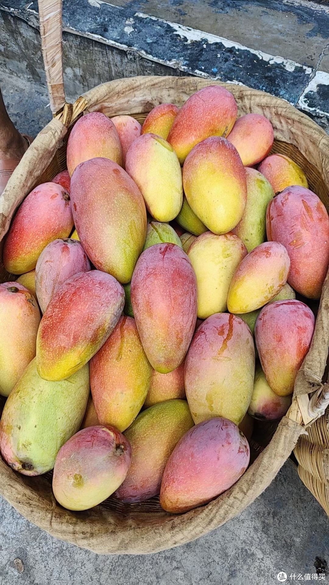 芒果成熟原来只需要三天？应季的芒果真的太甜了！