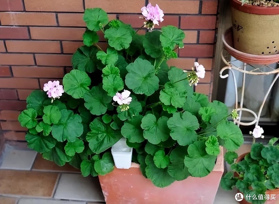 天竺葵的种植“3技巧”，生长快、开花多、花色美，阳台变小花园