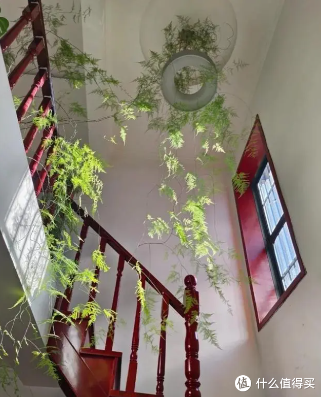 花友家“文竹”缠着吊灯，从二楼爬到一楼，像瀑布一样，太美了！