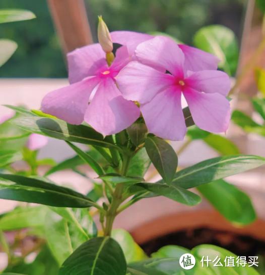 高温38℃，7种花是“新宠”，越热越爱长，越晒越开花