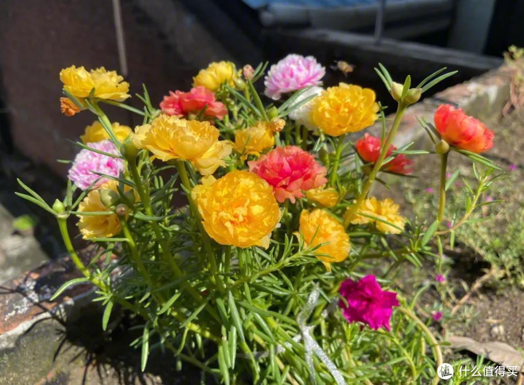 高温38℃，7种花是“新宠”，越热越爱长，越晒越开花