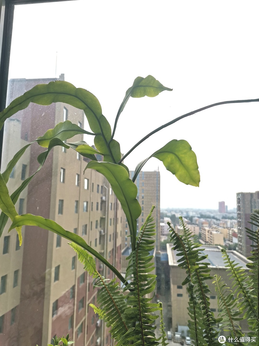 昙花一现倾人城，喜欢的植物一定要养起来！