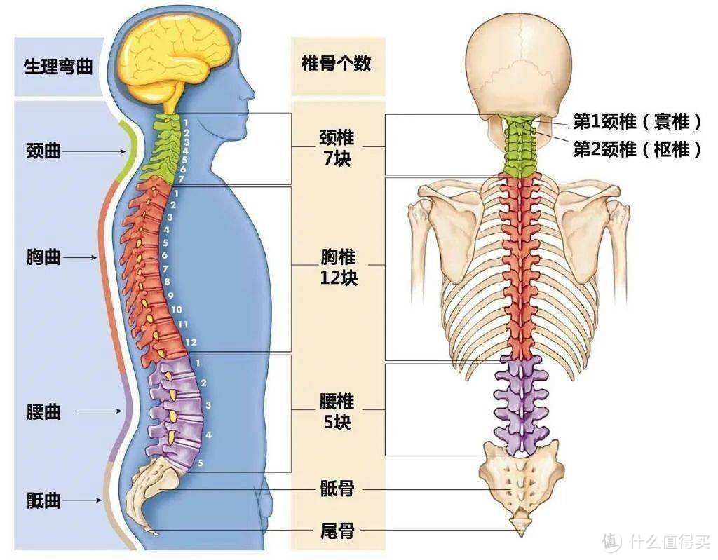 为什么打工人需要人体工学椅？如何选购人体工学椅？2023年618有哪些值得推荐的人体工学椅?