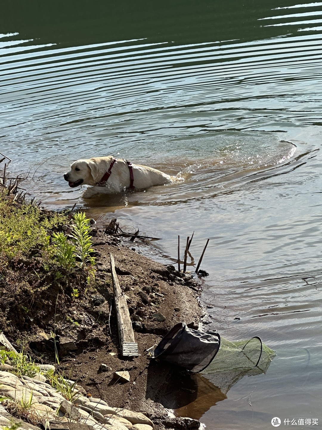 抓到了一只游泳的狗子