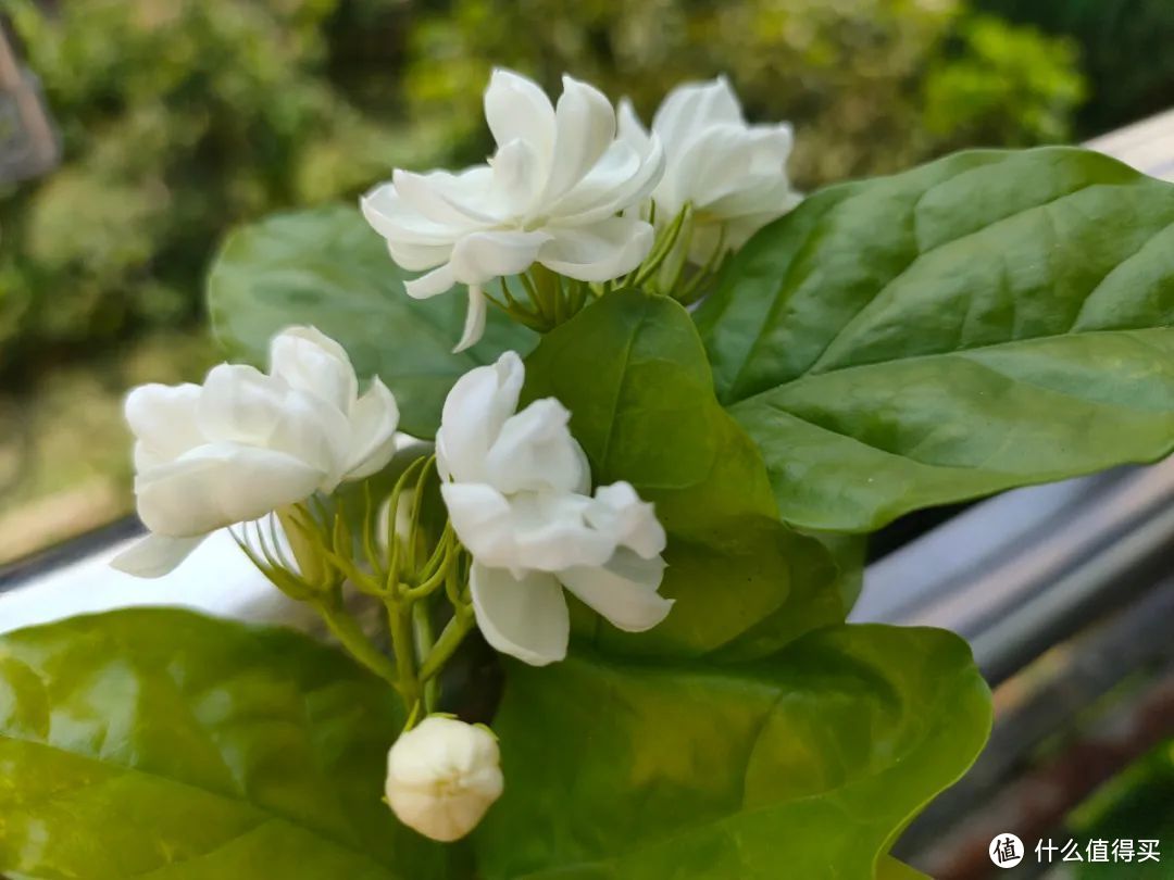 房子再小，也要养一盆不怕晒、不怕热的花，开花美，心情好