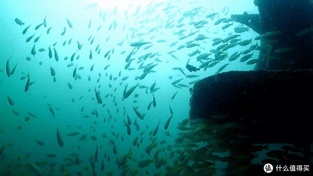 泰兰德普吉岛水肺潜水OW考证，D4皇帝岛潜水学习，沉船潜看鱼，内有视频