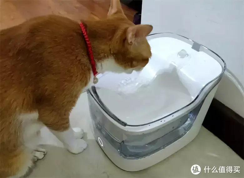 宠咕咕（petgugu）宠物智能饮水机，实测能让猫咪多喝水