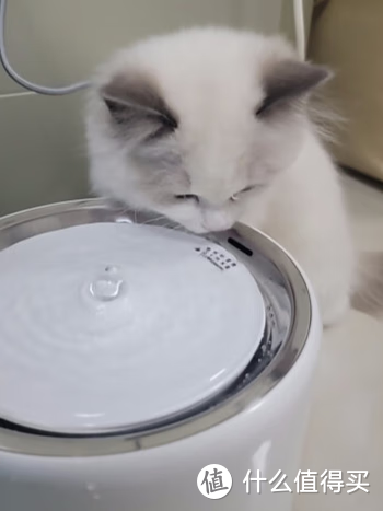 拒绝喝水困难！猫咪专属的小佩宠物饮水机来了