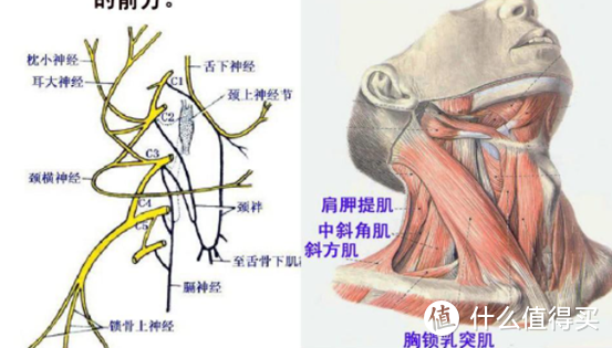 筋膜枪测评红黑榜+超全避雷技巧！主流筋膜枪详评优缺点，新手必读