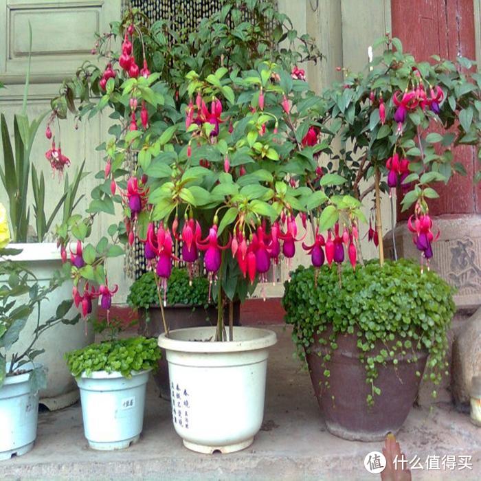 李小姐家的北阳台，一年到头美如画，只因她种了9种喜阴花，喜欢