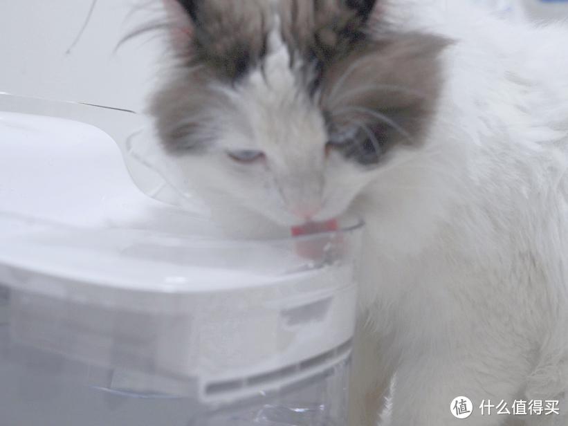 猫咪也要健康饮水：petgugu瀑布饮水机猫咪实测