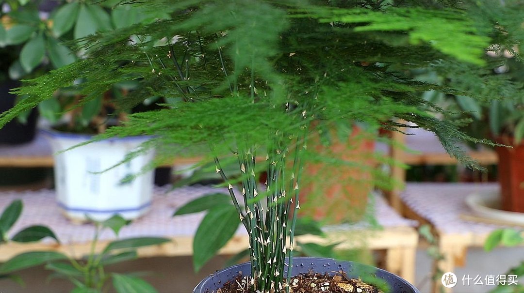 养文竹，用上6个小技巧，不黄叶“长得旺”，形态美
