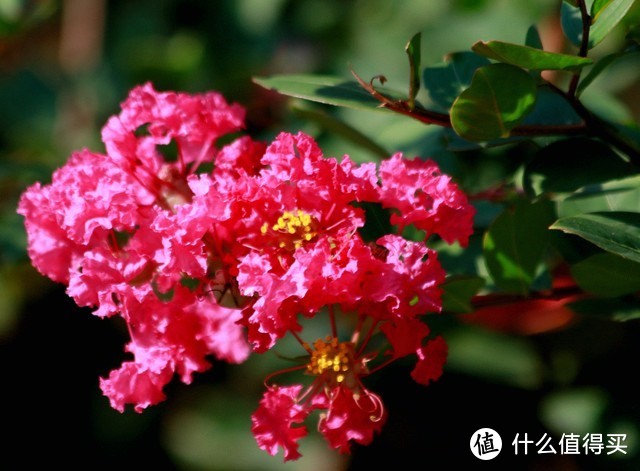 云南一户家门口的花，因开成花海，被评为“6月最灿烂的花”