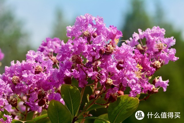 云南一户家门口的花，因开成花海，被评为“6月最灿烂的花”
