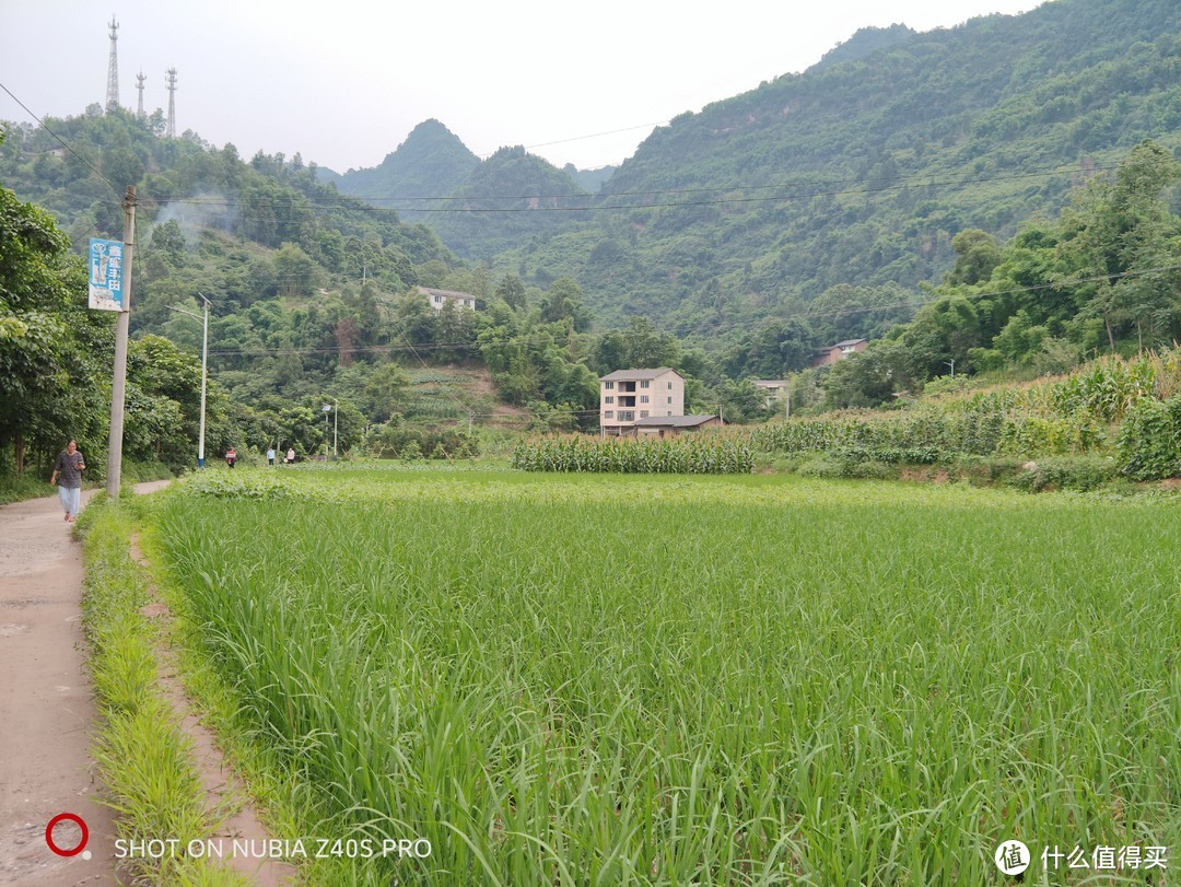 村里的稻田
