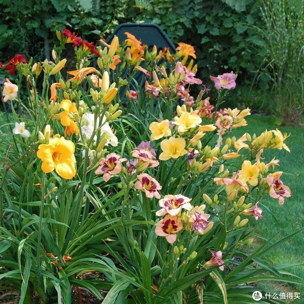 如果有院子，就养4种花，可群开很好看越长越多，风吹雨打都不怕