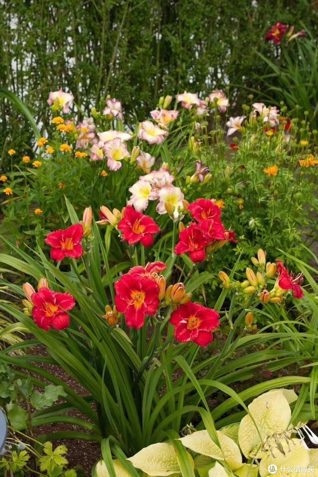 如果有院子，就养4种花，可群开很好看越长越多，风吹雨打都不怕