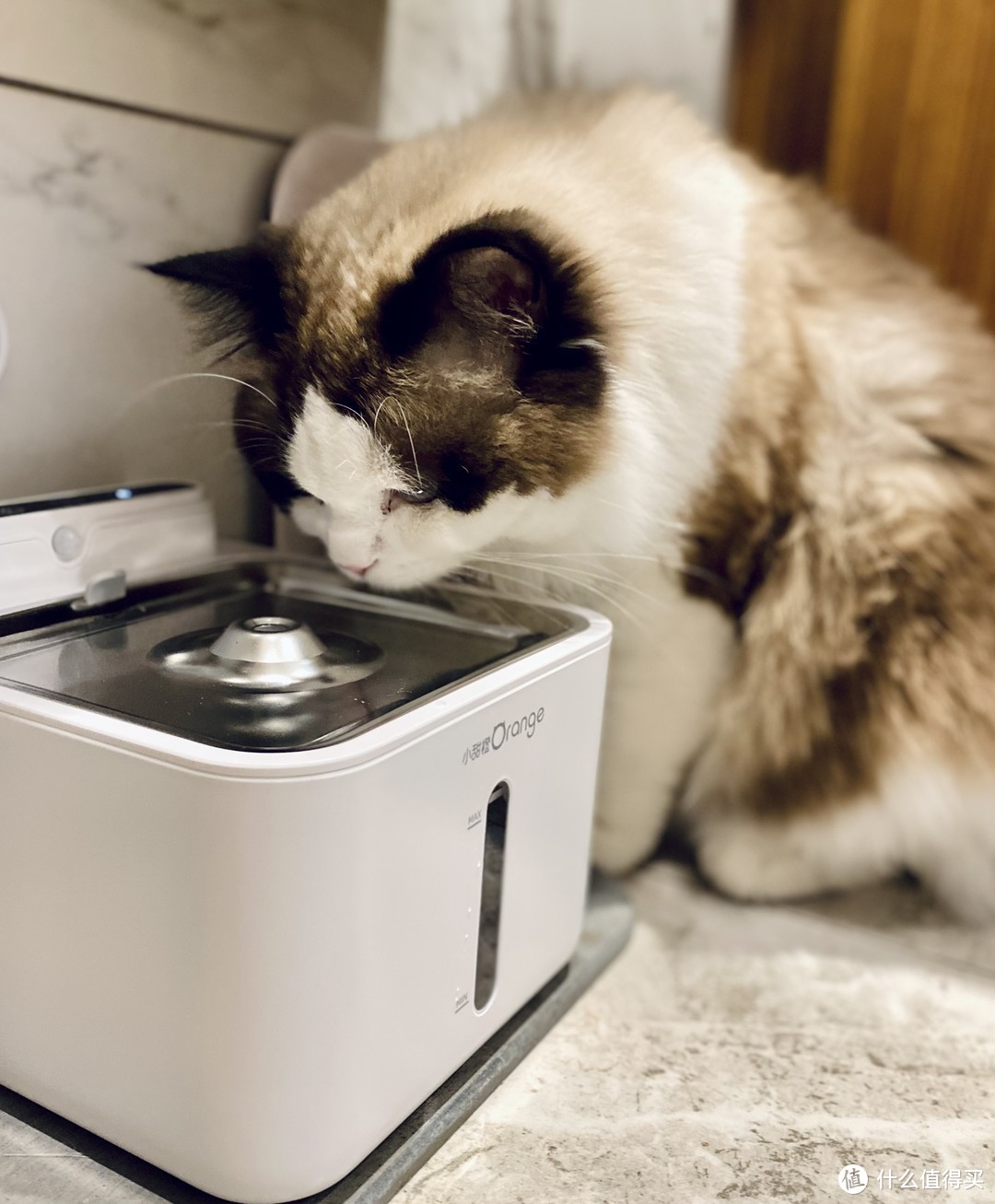 猫的水碗，但狗也特别喜欢去喝