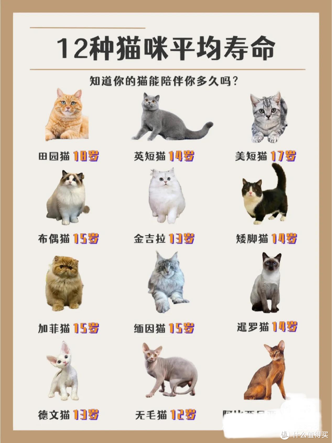 常见猫咪的平均寿命