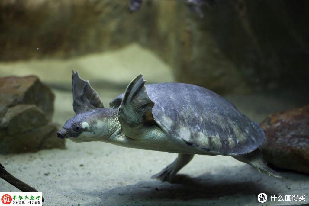 八戒同款鼻子，海龟同款脚蹼，长相非凡的猪鼻龟很好养