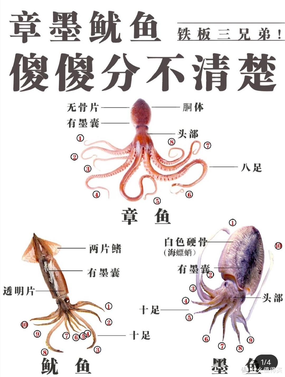 产妇饮食3-爽脆Q弹的照烧章鱼足