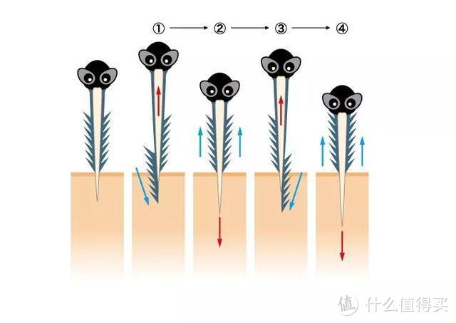 所有蚊子里，哪几种蚊子最爱叮咬人？该如何对付它们呢？