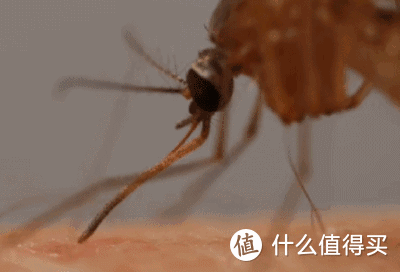 所有蚊子里，哪几种蚊子最爱叮咬人？该如何对付它们呢？