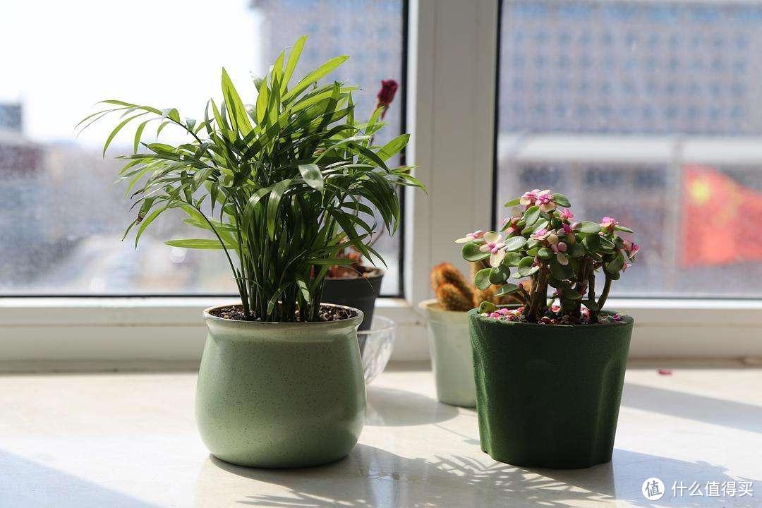 4种“健康花”，阳台、办公桌上都能养，一抬头，满眼的绿意盎然