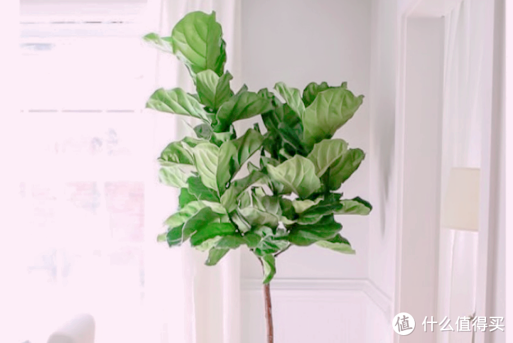适合摆放在客厅的6种大型植物，生机勃勃，净化空气