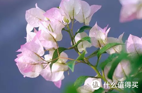 24种勤花的三角梅品种，养护得当，只见花不见叶