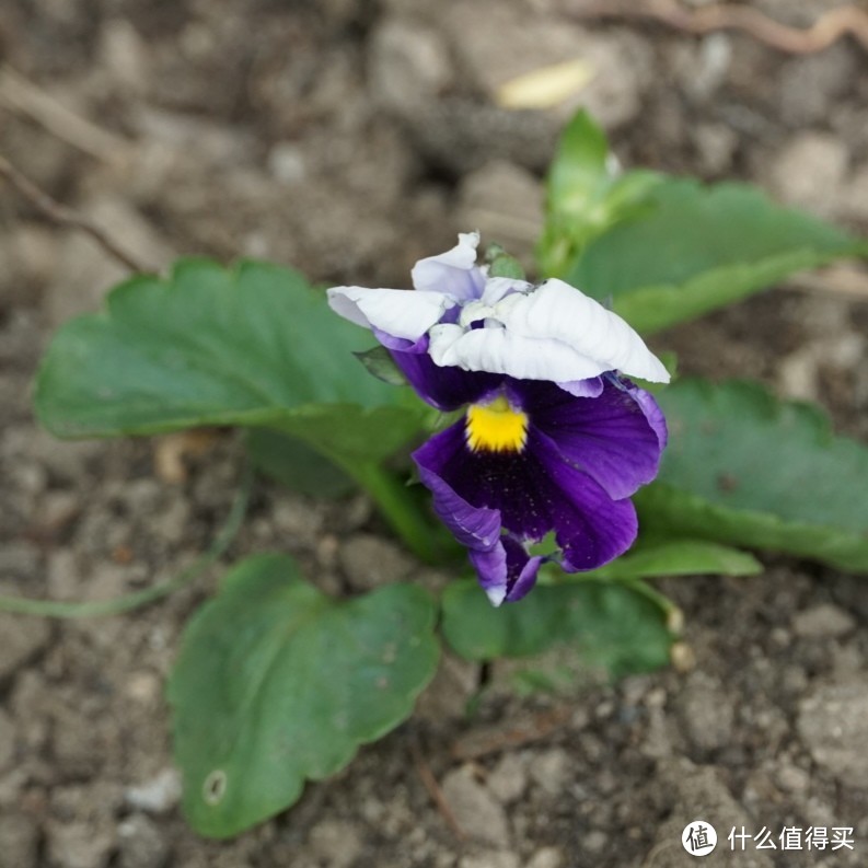 观赏花卉，白紫色的三色堇