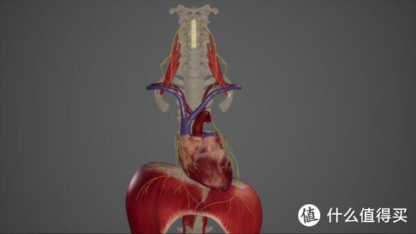 膈神经，以黄色突出显示。这是正面图。隔膜是底部的大圆顶状肌肉。升高的右侧下方是肝脏，左侧下方是胃。