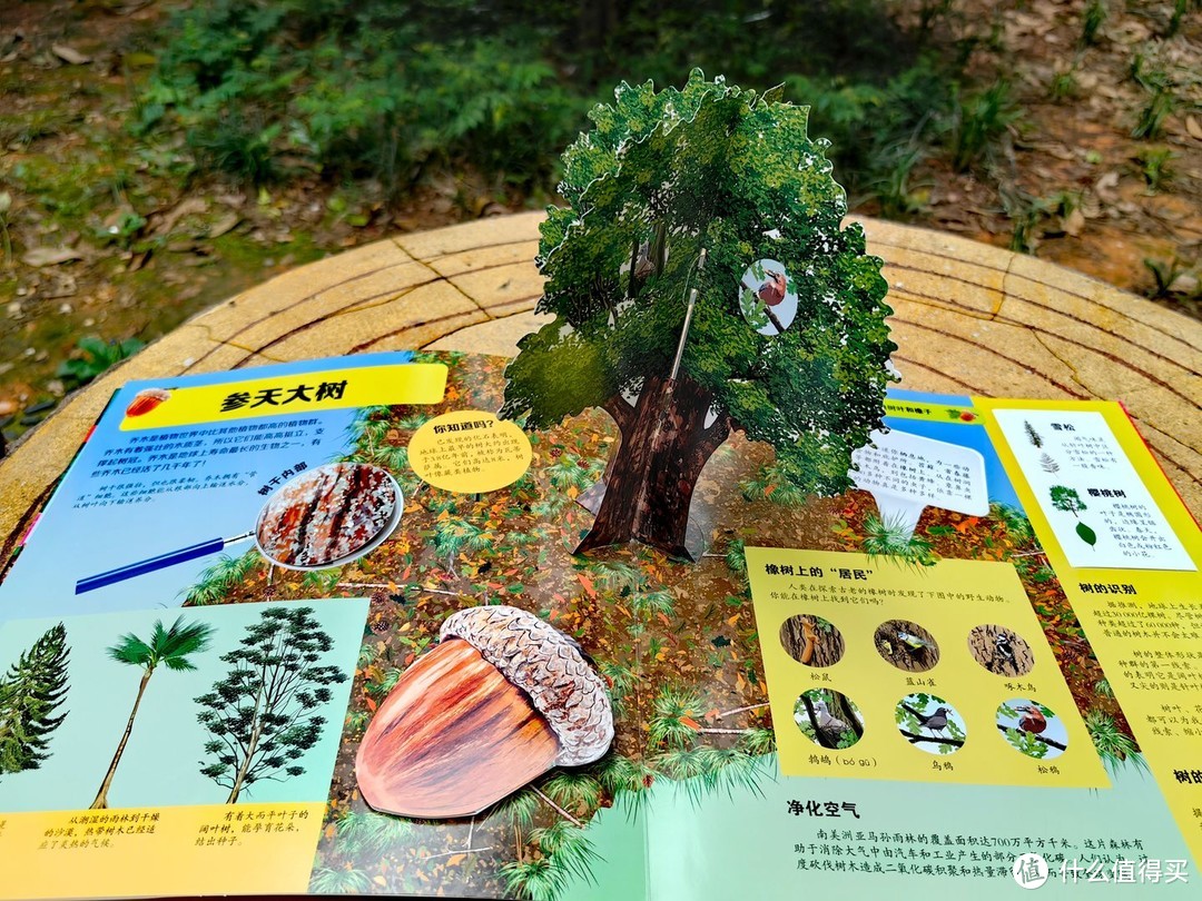 这本3D立体书，带孩子沉浸式探索神奇的植物世界