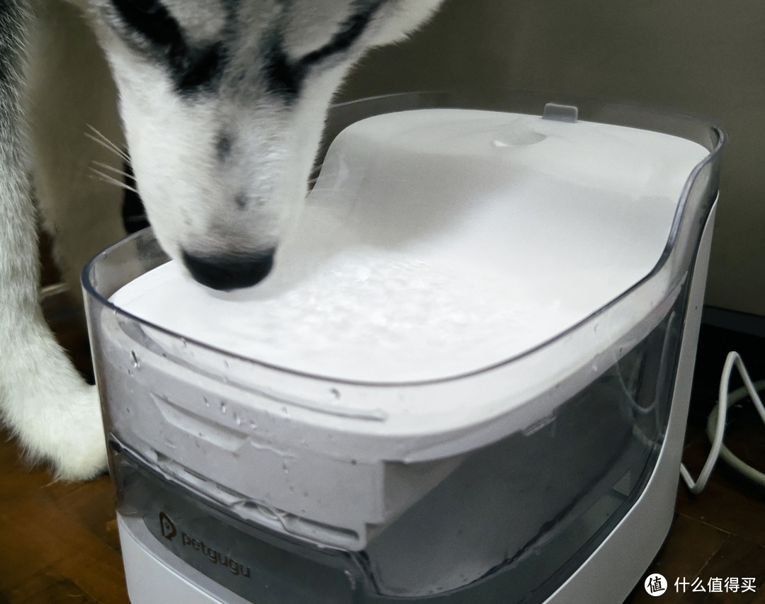 主子的好物分享｜宠咕咕宠物饮水机评测：让宠物爱上喝水的神器
